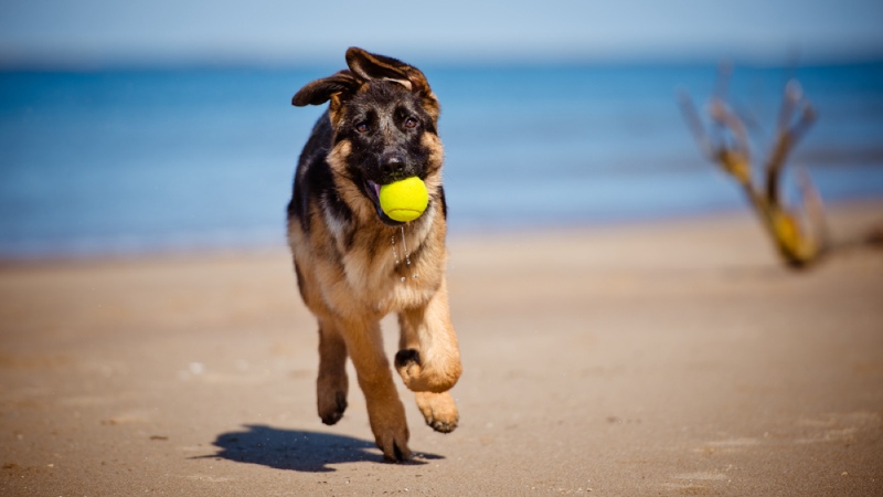 descubre-las-playas-para-perros-en-barcelona